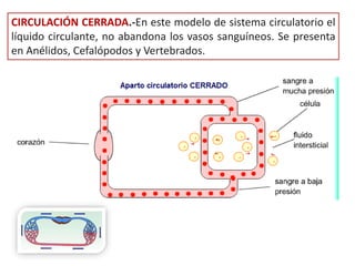 CIRCULACIÓN CERRADA.-En este modelo de sistema circulatorio el
líquido circulante, no abandona los vasos sanguíneos. Se presenta
en Anélidos, Cefalópodos y Vertebrados.
 
