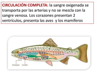 CIRCULACIÓN COMPLETA: la sangre oxigenada se
transporta por las arterias y no se mezcla con la
sangre venosa. Los corazones presentan 2
ventrículos, presenta las aves y los mamíferos
 