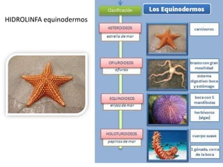 HIDROLINFA equinodermos
 