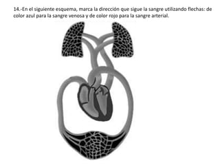 14.-En el siguiente esquema, marca la dirección que sigue la sangre utilizando flechas: de
color azul para la sangre venosa y de color rojo para la sangre arterial.
 