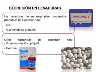 Las levaduras tienen respiración anaerobia, los
productos de excreción son:
- CO2
- Alcohol etílico o etanol.


Otras     sustancias     de   excreción    son:
- Vitaminas del Complejo B.
- Efedrina.
 