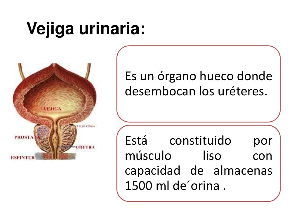 Función de excreción