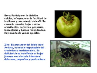 Boro: Participa en la división celular, influyendo en la fertilidad de las flores y crecimiento del café. Su carencia muestra hojas nuevas amarillentas, deformes, pequeñas, lanceoladas y bordes redondeados. Hay muerte de yemas apicales. Zinc: Es precursor del ácido Indol Acético, hormona responsable del crecimiento meristematico. Su deficiencia se manifiesta en hojas jóvenes con clorosis intervenal, deformes, pequeñas y quebradizas. 