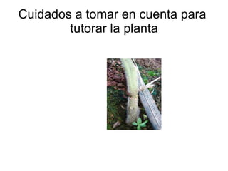 Cuidados a tomar en cuenta para  tutorar la planta 