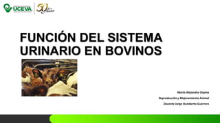 FUNCIÓN DEL SISTEMA
URINARIO EN BOVINOS
María Alejandra Ospina
Reproducción y Mejoramiento Animal
Docente Jorge Humberto Guerrero
 