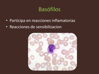Basófilos
• Participa en reacciones inflamatorias
• Reacciones de sensibilizacion
 