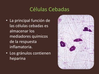 Células Cebadas
• La principal función de
  las células cebadas es
  almacenar los
  mediadores químicos
  de la respuesta
  inflamatoria.
• Los gránulos contienen
  heparina
 