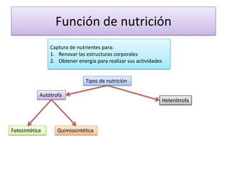Función de nutrición
                Captura de nutrientes para:
                1. Renovar las estructuras corporales
                2. Obtener energía para realizar sus actividades


                               Tipos de nutrición

            Autótrofa
                                                               Heterótrofa




Fotosintética      Quimiosintética
 