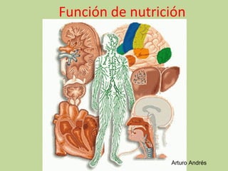 Función de nutrición




                 Arturo Andrés
 