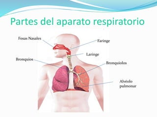 Partes del aparato respiratorio
Fosas Nasales
Faringe
Laringe
Bronquios
Bronquiolos
Alvéolo
pulmonar
 