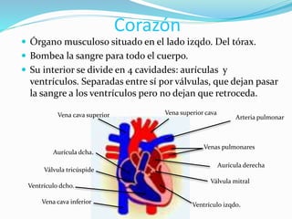 Corazón
 Órgano musculoso situado en el lado izqdo. Del tórax.
 Bombea la sangre para todo el cuerpo.
 Su interior se divide en 4 cavidades: aurículas y
ventrículos. Separadas entre sí por válvulas, que dejan pasar
la sangre a los ventrículos pero no dejan que retroceda.
Vena superior cava
Arteria pulmonar
Venas pulmonares
Válvula mitral
Ventrículo izqdo.
Aurícula derecha
Vena cava superior
Aurícula dcha.
Válvula tricúspide
Ventrículo dcho.
Vena cava inferior
 