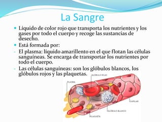 La Sangre
 Líquido de color rojo que transporta los nutrientes y los
gases por todo el cuerpo y recoge las sustancias de
desecho.
 Está formada por:
- El plasma: líquido amarillento en el que flotan las células
sanguíneas. Se encarga de transportar los nutrientes por
todo el cuerpo.
- Las células sanguíneas: son los glóbulos blancos, los
glóbulos rojos y las plaquetas.
 