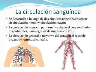 La circulación sanguínea
 Se desarrolla a lo largo de dos circuitos relacionados entre
sí: circulación menor y circulación mayor:
 La circulación menor o pulmonar va desde el corazón hasta
los pulmones, para regresar de nuevo al corazón.
 La circulación general o mayor va del corazón al resto de
órganos y regresa al corazón.
 