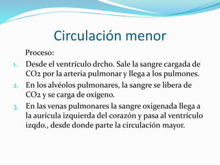 Circulación menor
Proceso:
1. Desde el ventrículo drcho. Sale la sangre cargada de
CO2 por la arteria pulmonar y llega a los pulmones.
2. En los alvéolos pulmonares, la sangre se libera de
CO2 y se carga de oxígeno.
3. En las venas pulmonares la sangre oxigenada llega a
la aurícula izquierda del corazón y pasa al ventrículo
izqdo., desde donde parte la circulación mayor.
 