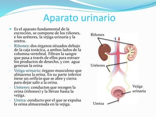 Aparato urinario
 Es el aparato fundamental de la
excreción, se compone de los riñones,
e los uréteres, la vejiga urinaria y la
uretra.
- Riñones: dos órganos situados debajo
de la caja torácica, a ambos lados de la
columna vertebral. Filtran la sangre
que pasa a través de ellos para extraer
los productos de desecho, y con agua
generan la orina
- Vejiga urinaria: órgano musculoso que
almacena la orina. En su parte inferior
tiene un orificio que se abre y cierra
para dejar salir a la orina.
- Uréteres: conductos que recogen la
orina (riñones) y la llevan hasta la
vejiga.
- Uretra: conducto por el que se expulsa
la orina almacenada en la vejiga.
Riñones
Uréteres
Vejiga
urinaria
Uretra
 