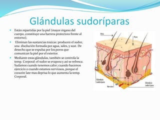 Glándulas sudoríparas
 Están repartidas por la piel (mayor órgano del
cuerpo, constituye una barrera protectora frente al
entorno).
 Eliminan las sustancias toxicas: producen el sudor,
una disolución formada por agua, sales, y sust. De
desecho que se expulsa por los poros que
comunican la piel por el exterior.
 Mediante estas glándulas, también se controla la
temp. Corporal: el sudor se evapora y así se refresca.
Sudamos cuando tenemos calor; cuando hacemos
ejercicio o cuando estamos nerviosos, porque el
corazón late mas deprisa lo que aumenta la temp.
Corporal.
 
