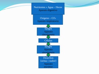 Nutrientes + Agua – Heces
Aparato digestivo
Oxígeno – CO2
Aparato respiratorio
Sangre
Aparato
circulatorio
Células
Sangre
Aparato
circulatorio
Desechos
(orina + sudor)
Aparato
excretor
 