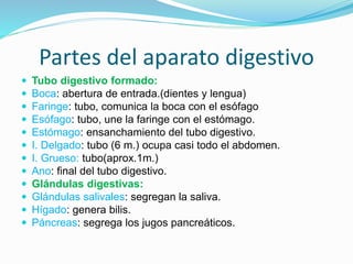 Partes del aparato digestivo
 Tubo digestivo formado:
 Boca: abertura de entrada.(dientes y lengua)
 Faringe: tubo, comunica la boca con el esófago
 Esófago: tubo, une la faringe con el estómago.
 Estómago: ensanchamiento del tubo digestivo.
 I. Delgado: tubo (6 m.) ocupa casi todo el abdomen.
 I. Grueso: tubo(aprox.1m.)
 Ano: final del tubo digestivo.
 Glándulas digestivas:
 Glándulas salivales: segregan la saliva.
 Hígado: genera bilis.
 Páncreas: segrega los jugos pancreáticos.
 