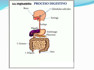 Boca Glándulas salivales
Faringe
Esófago
Hígado
Estómago
Páncreas
I. Delgado
I. Grueso
Ano
PROCESO DIGESTIVO
 