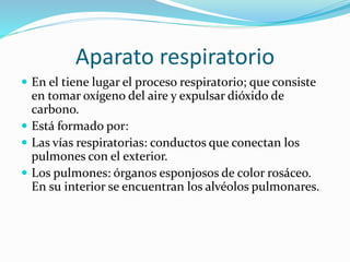 Aparato respiratorio
 En el tiene lugar el proceso respiratorio; que consiste
en tomar oxígeno del aire y expulsar dióxido de
carbono.
 Está formado por:
 Las vías respiratorias: conductos que conectan los
pulmones con el exterior.
 Los pulmones: órganos esponjosos de color rosáceo.
En su interior se encuentran los alvéolos pulmonares.
 