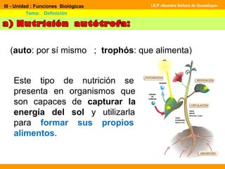 III - Unidad : Funciones Biológicas
Tema: Definición
I.E.P «Nuestra Señora de Guadalupe»
(auto: por sí mismo ; trophós: que alimenta)
Este tipo de nutrición se
presenta en organismos que
son capaces de capturar la
energía del sol y utilizarla
para formar sus propios
alimentos.
 