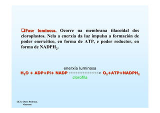 Fase luminosa. Ocorre na membrana tilacoidal dos
    cloroplastos. Nela a enerxía da luz impulsa a formación de
    poder enerxético, en forma de ATP, e poder reductor, en
    forma de NADPH2.



                    enerxía luminosa
   H2O + ADP+Pi+ NADP -----------------> O2+ATP+NADPH2
                        clorofila




I.E.S. Otero Pedrayo.
       Ourense
 