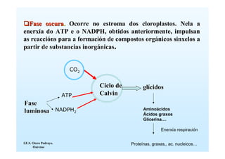 Fase oscura. Ocorre no estroma dos cloroplastos. Nela a
enerxía do ATP e o NADPH, obtidos anteriormente, impulsan
as reaccións para a formación de compostos orgánicos sinxelos a
partir de substancias inorgánicas.


                          CO2


                                Ciclo de         glícidos
                        ATP     Calvin
Fase
luminosa NADPH2                                  Aminoácidos
                                                 Ácidos graxos
                                                 Glicerina....

                                                          Enerxía respiración


I.E.S. Otero Pedrayo.                      Proteínas, graxas,, ac. nucleicos…
       Ourense
 