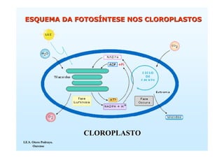 ESQUEMA DA FOTOSÍNTESE NOS CLOROPLASTOS




                        CLOROPLASTO
I.E.S. Otero Pedrayo.
       Ourense
 