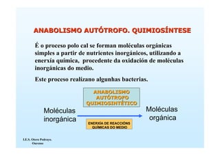 ANABOLISMO AUTÓTROFO. QUIMIOSÍNTESE

        É o proceso polo cal se forman moléculas orgánicas
        simples a partir de nutrientes inorgánicos, utilizando a
        enerxía química, procedente da oxidación de moléculas
        inorgánicas do medio.
        Este proceso realízano algunhas bacterias.
                              ANABOLISMO
                               AUTÓTROFO
                            QUIMIOSINTÉTICO
               Moléculas                           Moléculas
               inorgánica                           orgánica
                            ENERXÍA DE REACCIÓNS
                              QUÍMICAS DO MEDIO


I.E.S. Otero Pedrayo.
       Ourense
 