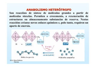 ANABOLISMO HETERÓTROFO
Son reaccións de síntese de moléculas grandes a partir de
moléculas sinxelas. Permiten o crecemento, a rexeneración de
estructuras ou almacenamento substancias de reserva. Nestas
reaccións créanse novos enlaces químicos e, polo tanto, requiren un
aporte de enerxía.




I.E.S. Otero Pedrayo.
       Ourense
 
