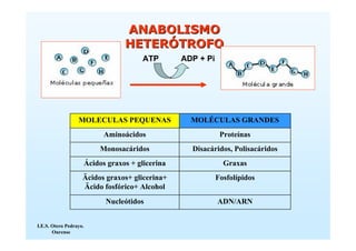 ANABOLISMO
                                    HETERÓTROFO
                                         ATP        ADP + Pi




                  MOLECULAS PEQUENAS                  MOLÉCULAS GRANDES
                              Aminoácidos                       Proteínas
                            Monosacáridos             Disacáridos, Polisacáridos
                        Ácidos graxos + glicerina                Graxas
                    Äcidos graxos+ glicerina+                  Fosfolípidos
                    Äcido fosfórico+ Alcohol
                              Nucleótidos                      ADN/ARN


I.E.S. Otero Pedrayo.
       Ourense
 