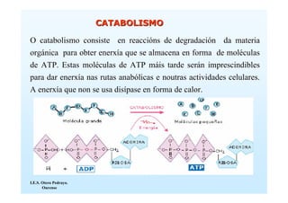 CATABOLISMO

O catabolismo consiste en reaccións de degradación da materia
orgánica para obter enerxía que se almacena en forma de moléculas
de ATP. Estas moléculas de ATP máis tarde serán imprescindibles
para dar enerxía nas rutas anabólicas e noutras actividades celulares.
A enerxía que non se usa disípase en forma de calor.




I.E.S. Otero Pedrayo.
       Ourense
 
