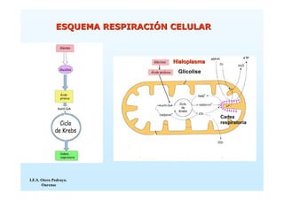 ESQUEMA RESPIRACIÓN CELULAR



                                  Hialoplasma
                                   Glicolise




                                                Cadea
                                                respiratoria




I.E.S. Otero Pedrayo.
       Ourense
 