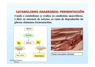 CATABOLISMO ANAEROBIO: FERMENTACIÓN
       Cando o catabolismo se realiza en condicións anaeróbicas,
       é dicir en ausencia de osíxeno, as rutas de degradación da
       glicosa chámanse fermentacións.




            O2             O2


           aerobia          láctica



                        Äcido láctico

I.E.S. Otero Pedrayo.
       Ourense
 