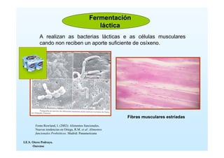 Fermentación
                                                   láctica
           A realizan as bacterias lácticas e as células musculares
           cando non reciben un aporte suficiente de osíxeno.




                                                             Fibras musculares estriadas
        Fonte:Rowland, I. (2002): Alimentos funcionales.
        Nuevas tendencias en Ortega, R.M. et al: Alimentos
        funcionales Probióticos. Madrid: Panamericana

I.E.S. Otero Pedrayo.
       Ourense
 