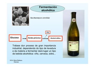 Fermentación
                                     alcohólica

                          Saccharomyces cerevisiae




                                              CO2
                                                                       2


Glucosa                 Ácido pirúvico               Alcohol etílico




    Trátase dun proceso de gran importancia
    industrial, dependendo do tipo de levadura
    e da materia a fermentar dará lugar un tipo
    de bebida alcohólica: viño, cervexa, sidra...

I.E.S. Otero Pedrayo.
       Ourense
 