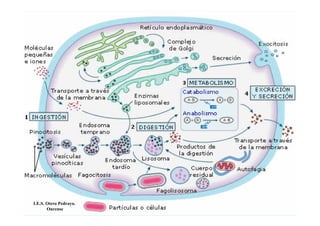 I.E.S. Otero Pedrayo.
       Ourense
 