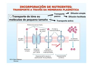 INCORPORACIÓN DE NUTRIENTES:
     TRANSPORTE A TRAVÉS DA MEMBRANA PLASMÁTICA
                                   Transporte      Difusión simple
 Transporte de ións ou             pasivo        Difusión facilitada
moléculas de pequeno tamaño          Transporte activo




I.E.S. Otero Pedrayo.
       Ourense
 