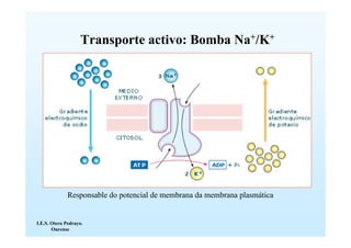 Transporte activo: Bomba Na+/K+




              Responsable do potencial de membrana da membrana plasmática


I.E.S. Otero Pedrayo.
       Ourense
 