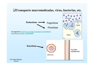Transporte macromoléculas, virus, bacterias, etc.


                        - Endocitose               Fagocitose

                                                    Pinocitose
  Ver fagocitose: http://www.youtube.com/watch?v=ZmWIMxW-
  GkQ&feature=player_embedded#!




                        - Exocitose




I.E.S. Otero Pedrayo.
       Ourense
 