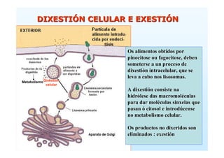 DIXESTIÓN CELULAR E EXESTIÓN



                         Os alimentos obtidos por
                         pinocitose ou fagocitose, deben
                         someterse a un proceso de
                         dixestión intracelular, que se
                         leva a cabo nos lisosomas.
Metabolismo Dixestión
             celular
                         A dixestión consiste na
                         hidrólese das macromoléculas
                         para dar moléculas sinxelas que
                         pasan ó citosol e introdúcense
                         no metabolismo celular.

                         Os productos no dixeridos son
                         eliminados : exestión
 