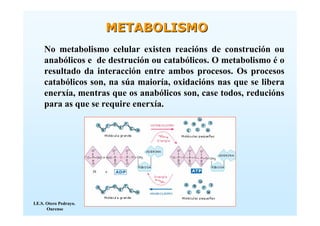 METABOLISMO
     No metabolismo celular existen reacións de construción ou
     anabólicos e de destrución ou catabólicos. O metabolismo é o
     resultado da interacción entre ambos procesos. Os procesos
     catabólicos son, na súa maioría, oxidacións nas que se libera
     enerxía, mentras que os anabólicos son, case todos, reducións
     para as que se require enerxía.




I.E.S. Otero Pedrayo.
       Ourense
 