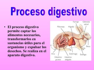 [object Object],Proceso digestivo 