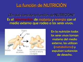 La función de NUTRICIÓN ¿En qué consiste la función de NUTRICIÓN? Es el  intercambio  de  materia  y  energía  con el medio externo que rodea a los seres vivos. En la nutrición todos los seres vivos toman materia del medio externo, las utilizan ( metabolismo ) y expulsan sustancias de desecho. 