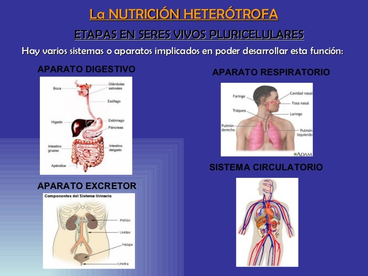 Función de nutrición ss