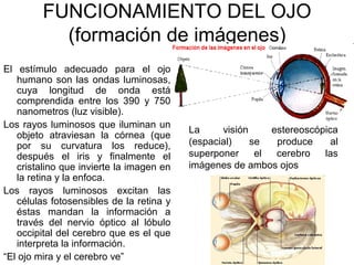 FUNCIONAMIENTO DEL OJO
           (formación de imágenes)
El estímulo adecuado para el ojo
   humano son las ondas luminosas,
   cuya longitud de onda está
   comprendida entre los 390 y 750
   nanometros (luz visible).
Los rayos luminosos que iluminan un
                                          La     visión     estereoscópica
   objeto atraviesan la córnea (que
   por su curvatura los reduce),          (espacial)    se   produce     al
   después el iris y finalmente el        superponer     el  cerebro   las
   cristalino que invierte la imagen en   imágenes de ambos ojos
   la retina y la enfoca.
Los rayos luminosos excitan las
   células fotosensibles de la retina y
   éstas mandan la información a
   través del nervio óptico al lóbulo
   occipital del cerebro que es el que
   interpreta la información.
“El ojo mira y el cerebro ve”
 