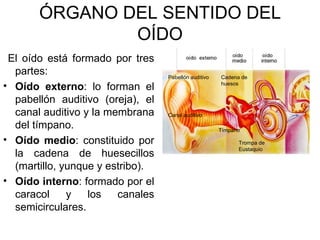 ÓRGANO DEL SENTIDO DEL
               OÍDO
 El oído está formado por tres
  partes:                         Pabellón auditivo   Cadena de
• Oído externo: lo forman el                          huesos


  pabellón auditivo (oreja), el
  canal auditivo y la membrana    Canal auditivo

  del tímpano.                                        Tímpano

• Oído medio: constituido por                               Trompa de
                                                            Eustaquio
  la cadena de huesecillos
  (martillo, yunque y estribo).
• Oído interno: formado por el
  caracol     y   los   canales
  semicirculares.
 