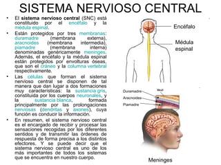SISTEMA NERVIOSO CENTRAL
•   El sistema nervioso central (SNC) está
    constituido por el encéfalo y la
    médula espinal.                                                       Encéfalo
•   Están protegidos por tres membranas:
    duramadre        (membrana        externa),
    aracnoides     (membrana      intermedia),                            Médula
    piamadre         (membrana         interna)                           espinal
    denominadas genéricamente meninges.
    Además, el encéfalo y la médula espinal
    están protegidos por envolturas óseas,
    que son el cráneo y la columna vertebral
    respectivamente.
•   Las células que forman el sistema
    nervioso central se disponen de tal
    manera que dan lugar a dos formaciones
    muy características: la sustancia gris,       Duramadre
    constituida por los cuerpos neuronales, y     Aracnoides
    la        sustancia blanca,       formada
    principalmente por las prolongaciones         Piamadre
    nerviosas (dendritas y axones), cuya
    función es conducir la información.
•   En resumen, el sistema nervioso central
    es el encargado de recibir y procesar las
    sensaciones recogidas por los diferentes
    sentidos y de transmitir las órdenes de
    respuesta de forma precisa a los distintos
    efectores. Y se puede decir que el
    sistema nervioso central es uno de los
    más importantes de todos los sistemas
    que se encuentra en nuestro cuerpo.
                                                               Meninges
 