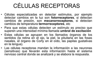 CÉLULAS RECEPTORAS Células especializadas en detectar estímulos, por ejemplo detectar cambios en la luz son  fotorreceptores , si detectan cambios de presión, son  mecanorreceptores , si detectan cambios de temperatura  termorreceptores , etc Para que estas células detecten un estímulo es preciso que superen una intensidad mínima llamada  umbral de excitación Estas células se agrupan en los llamados órganos de los sentidos (la retina en el ojo, la piel, la pituitaria en las fosas nasales, el órgano de Corty en el oído, las papilas gustativas en la lengua). Las células receptoras mandan la información a las neuronas (sensitivas) que llevarán esta información hasta el sistema nervioso central donde se analizará y se elabora la respuesta. 