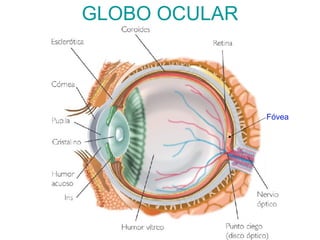 GLOBO OCULAR Fóvea 